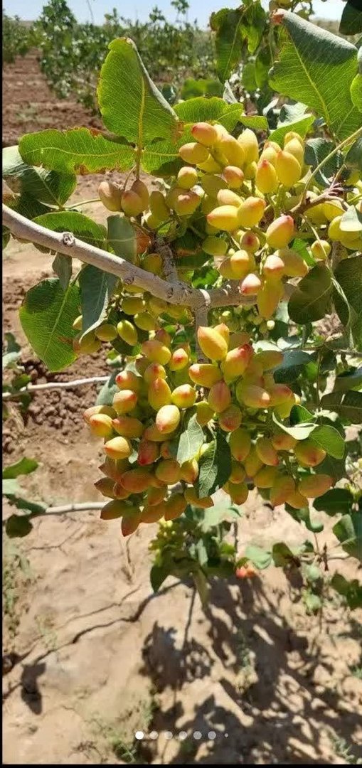 بيع الفستق — 5