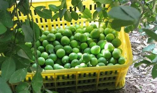 Khouzestan Lemon — 3