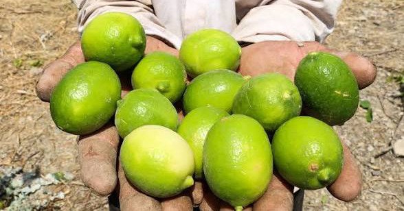 Khouzestan Lemon