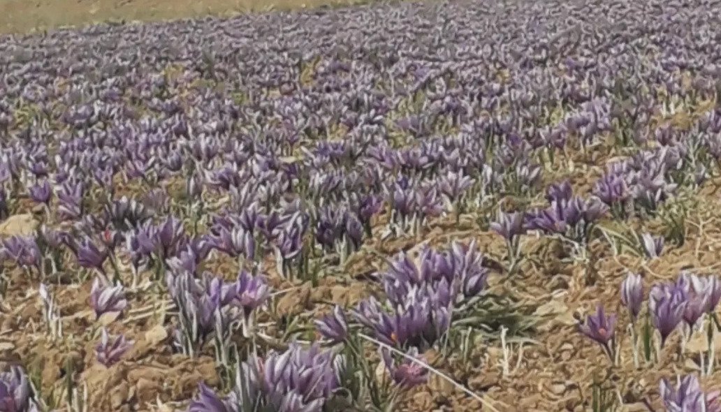 Saffron