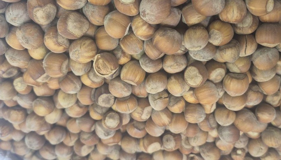 Premium Hazelnut from Lahijan — 3