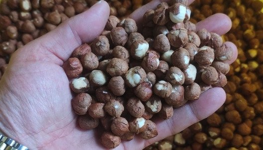 Premium Hazelnut from Lahijan