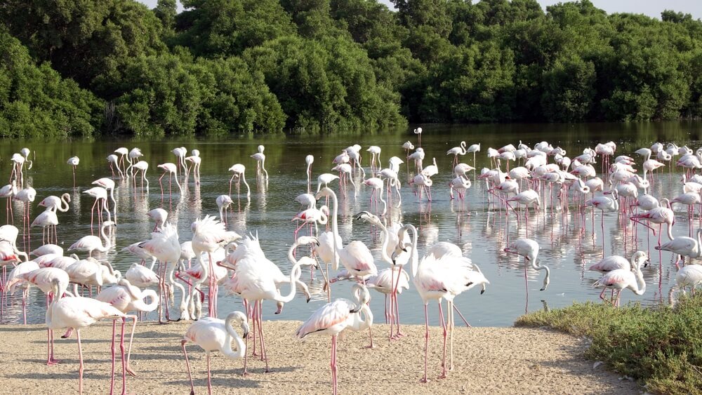 Ras Al Khor Wildlife Sanctuary — 3