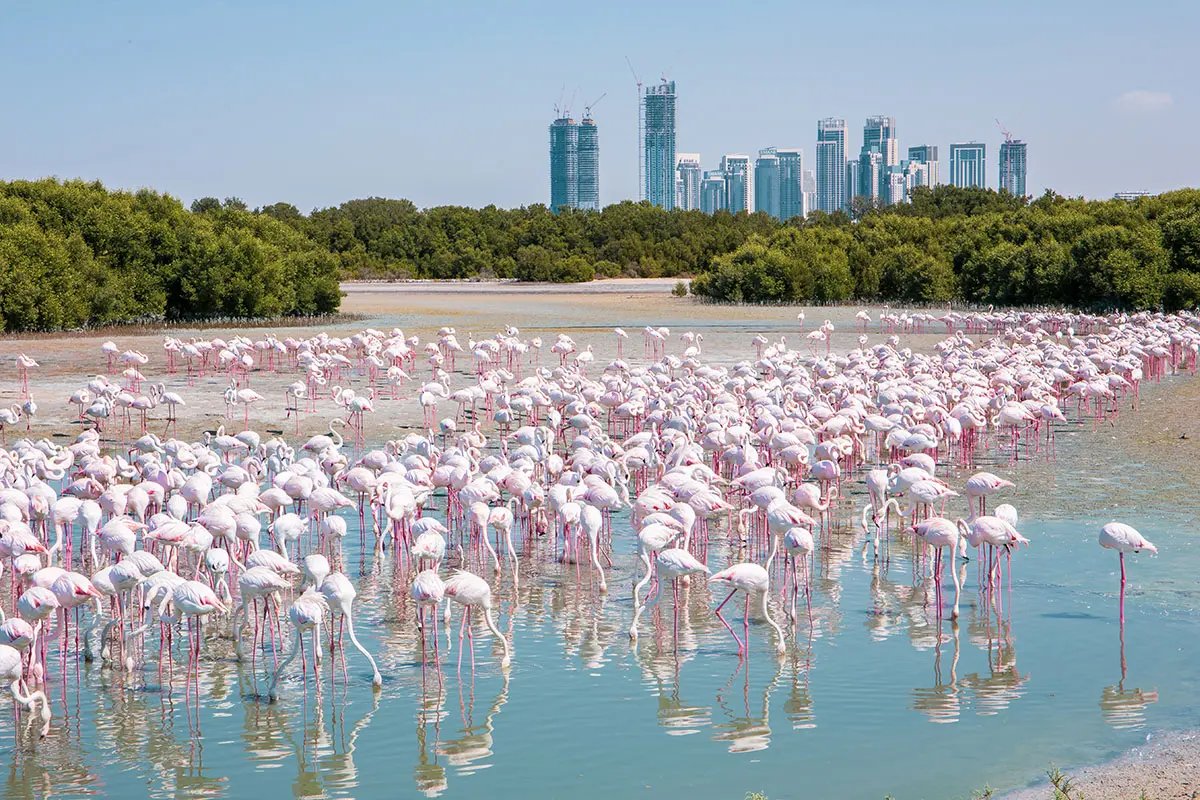 Ras Al Khor Wildlife Sanctuary — 2