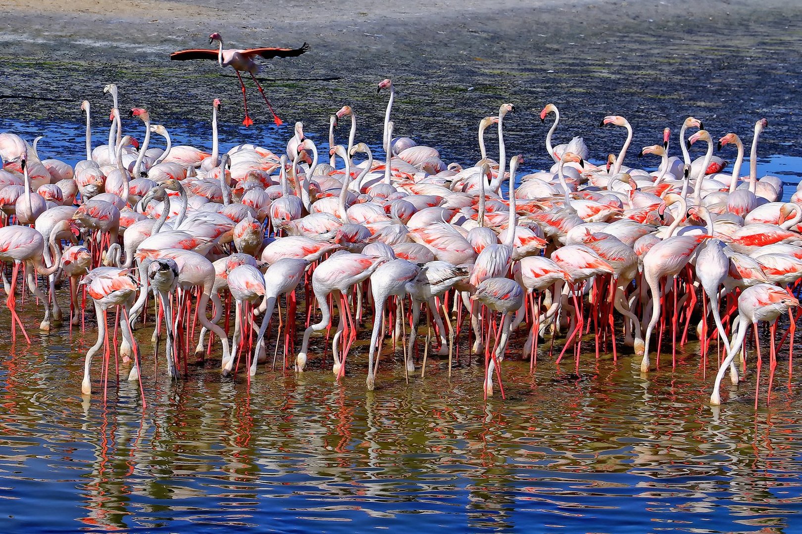 Ras Al Khor Wildlife Sanctuary