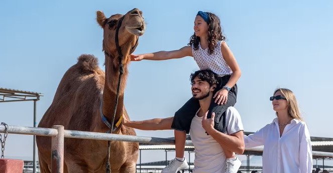 تجربه نزدیک دنیای شترها در Camelicious