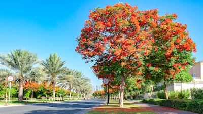 کمپین کاشت هزاران درخت شعله در دبی