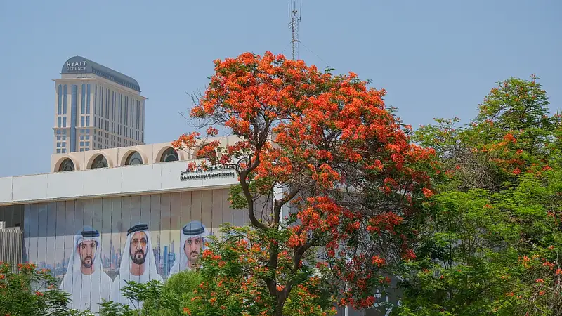Dubai's Flame Trees Reduce Ground Temperature by Up to 5 Degrees Celsius