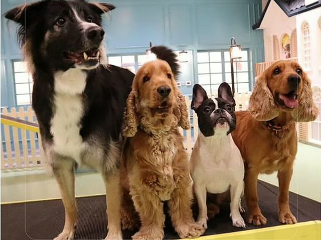 رویداد رایگان «Pets’ Day Out» در سه محله دبی برگزار می‌شود