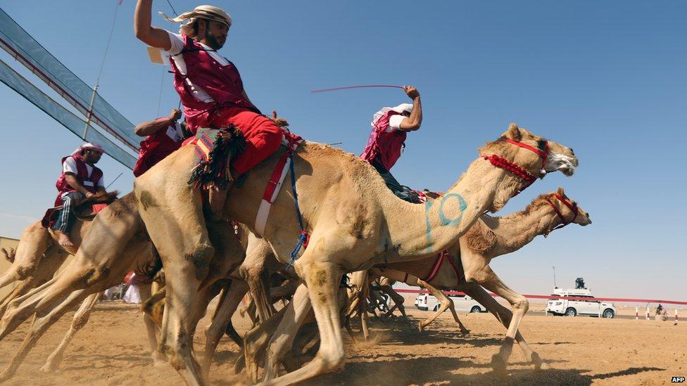 مسابقات شتر سواری در امارات، میراثی زنده از گذشته تا آینده