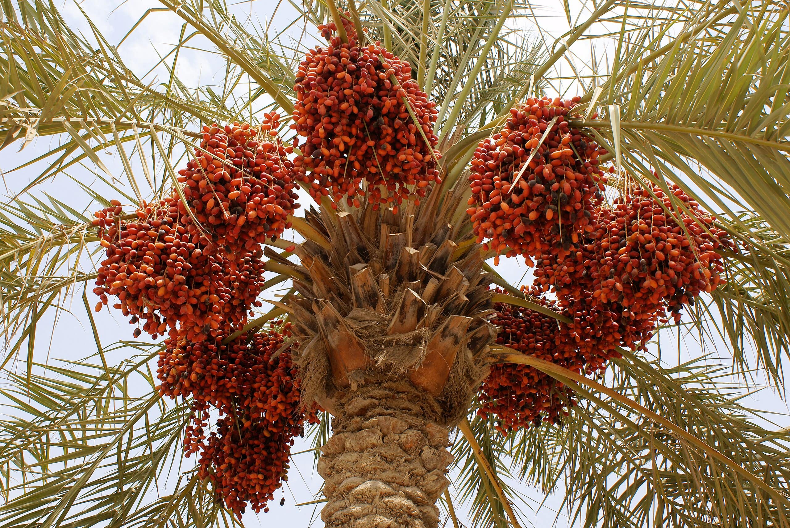 دبی خرماهای تازه را میان 5 هزار خانواده و گروه های هدف توزیع می کند